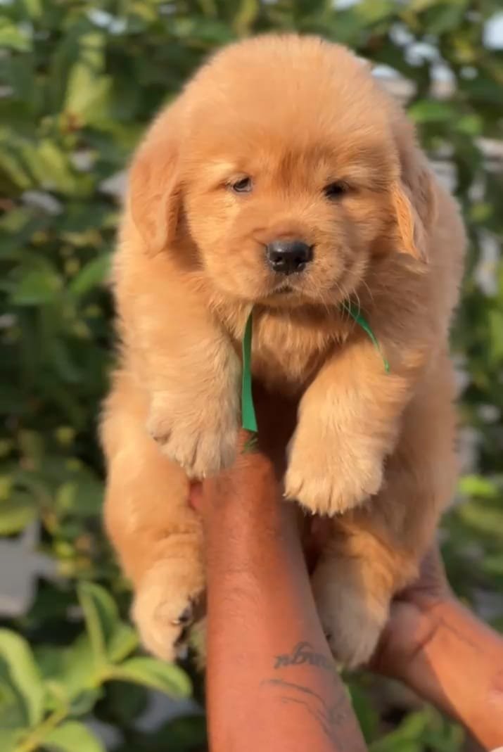 Buy golden retriever puppy in India